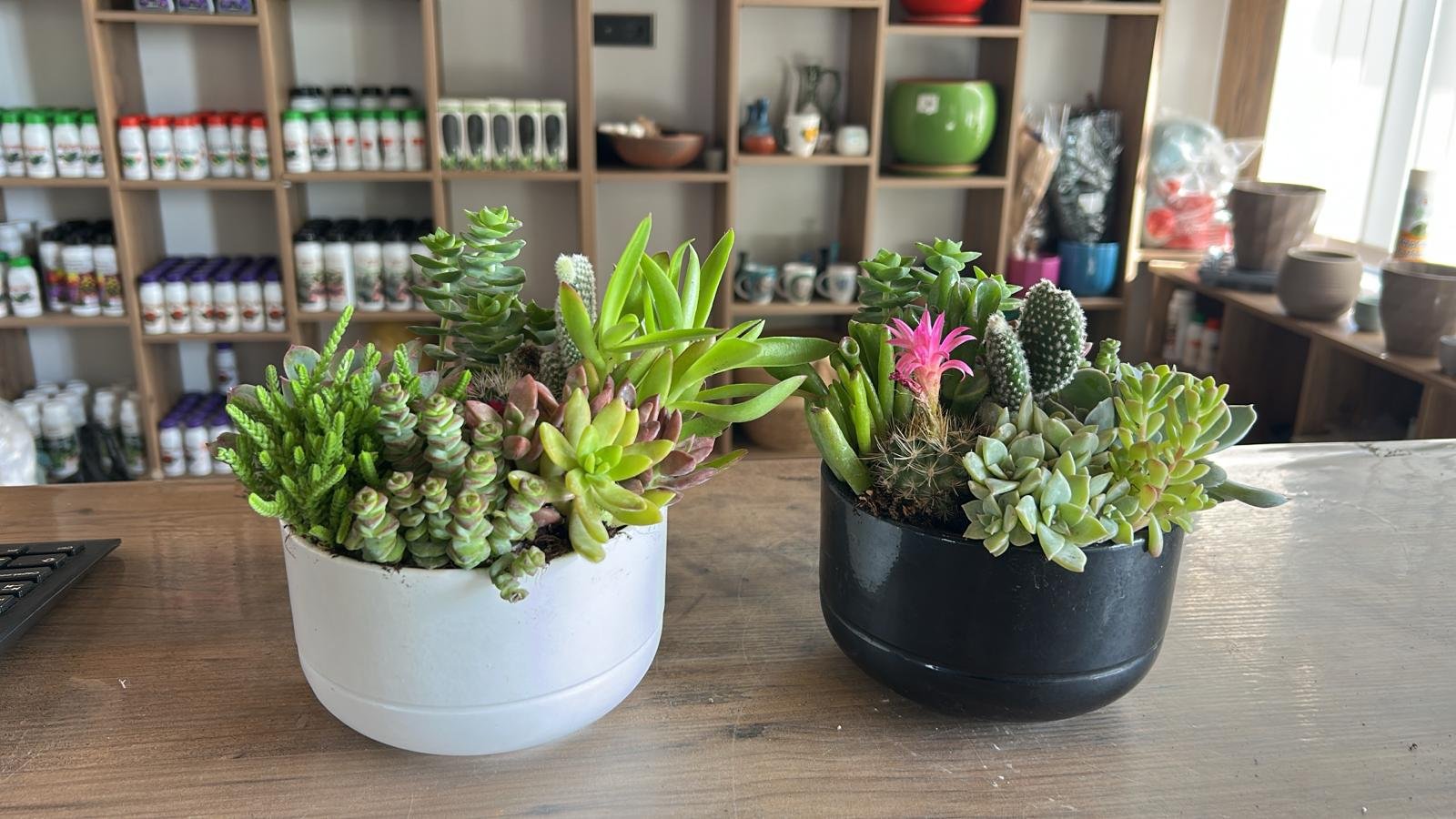 BOTANİK ARAJMAN 